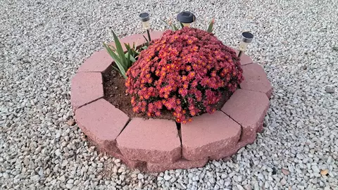 Exterior - 1011 E Irene St, Sunsites, AZ 85625 photo 5 of 12
