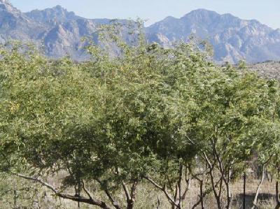5590 Edwin Rd, Tucson, AZ 85739 photo 5