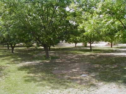 498 E Tumbleweed Ln, Pomerene, AZ 85627 photo 4