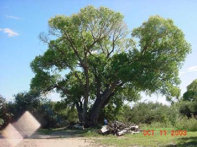 137 E Patton St, Saint David, AZ 85630 photo 4