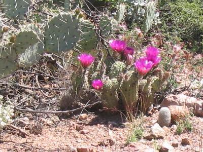 6481 S Upper Valley Rd, Vail, AZ 85641 photo 9