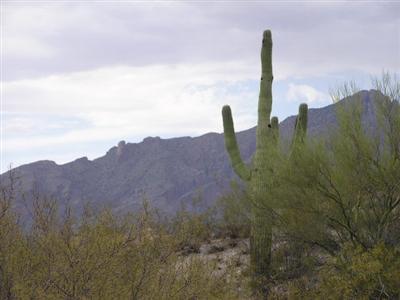 4287 E River Rd, Tucson, AZ 85718 photo 1