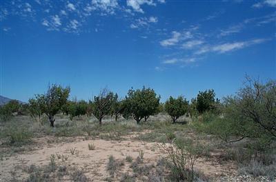 6616 W Camino Amistad, Willcox, AZ 85643 photo 5