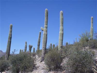 4120 W Anklam Rd, Tucson, AZ 85745 photo 5