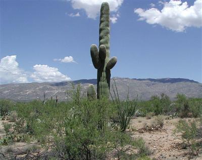 8331 S Tumbling Y Ranch Pl, Vail, AZ 85641 photo 3
