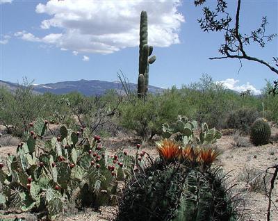 8331 S Tumbling Y Ranch Pl, Vail, AZ 85641 photo 2