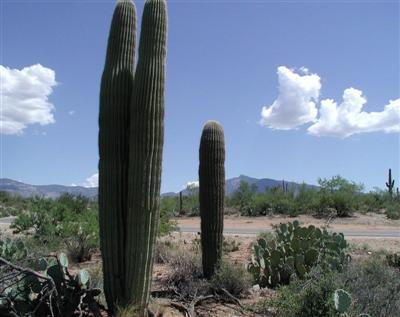 8331 S Tumbling Y Ranch Pl, Vail, AZ 85641 photo 4