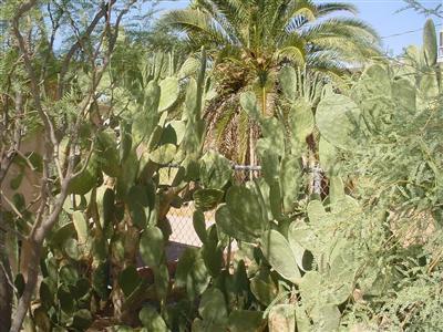 3837 E Fairmount St, Tucson, AZ 85716 photo 7