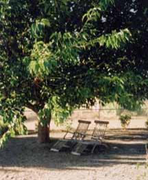 1205 E Justin St, Pearce, AZ 85625 photo 3
