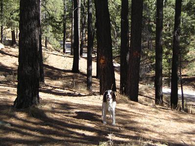12673 N Middle Sabino Rd, Mount Lemmon, AZ 85619 photo 1