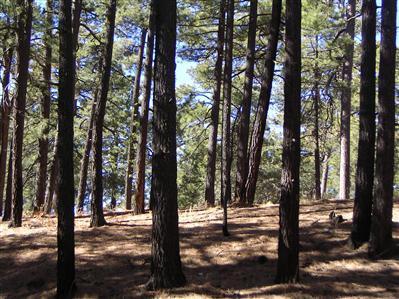 12673 N Middle Sabino Rd, Mount Lemmon, AZ 85619 photo 5