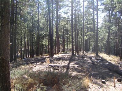 12673 N Middle Sabino Rd, Mount Lemmon, AZ 85619 photo 2