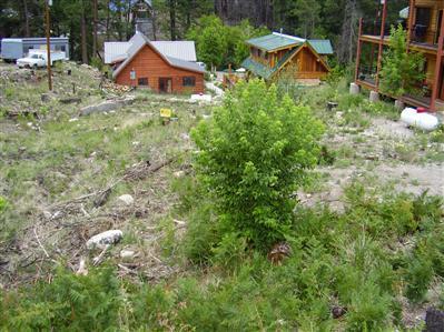 12788 N Phoenix Ave, Mt. Lemmon, AZ photo 2