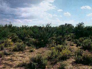 10202 E Winding Trl, Tucson, AZ 85749 photo 3
