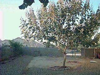 9102 Elderberry St, Tucson, AZ 85747 photo 7