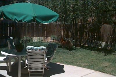 436 David Dr, Flagstaff, AZ 86001 photo 4