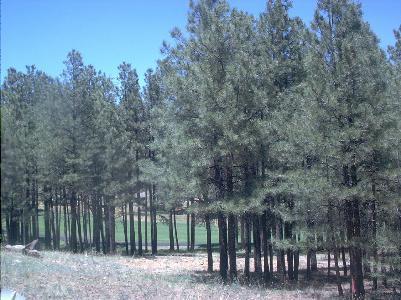 5250 E Mount Pleasant Dr, Flagstaff, AZ 86004 photo 10