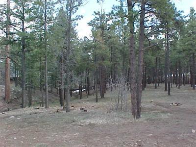 1055 E Fallen Pine Ter, Flagstaff, AZ 86001 photo 15
