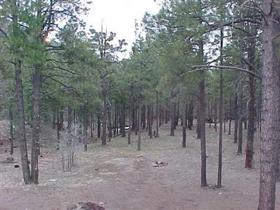 1055 E Fallen Pine Ter, Flagstaff, AZ 86001 photo 9