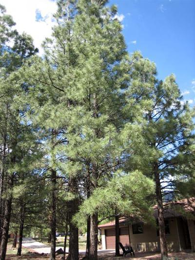 103 E Cedar Ave, Flagstaff, AZ 86001 photo 2