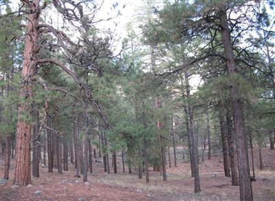1555 E Iris, Flagstaff, AZ 86001 photo 17