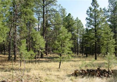 3884 E Pine Top Dr, Williams, AZ 86046 photo 1