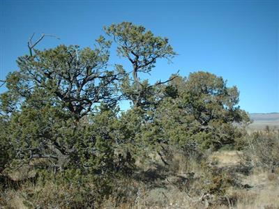 521 E Sidewinder Rd, Williams, AZ 86046 photo 1