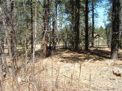 3575 E Pine Top Dr, Williams, AZ 86046 photo 3