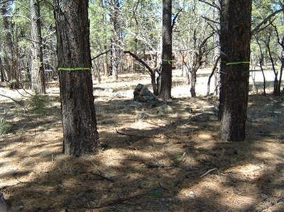 3575 E Pine Top Dr, Williams, AZ 86046 photo 4