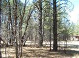 3575 E Pine Top Dr, Williams, AZ 86046 photo 8