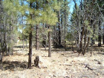 3575 E Pine Top Dr, Williams, AZ 86046 photo 1