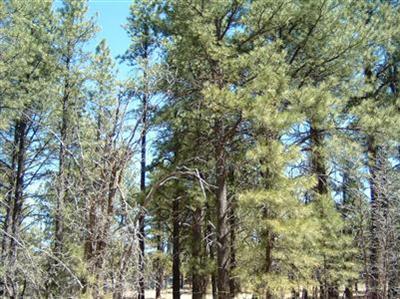 3575 E Pine Top Dr, Williams, AZ 86046 photo 2
