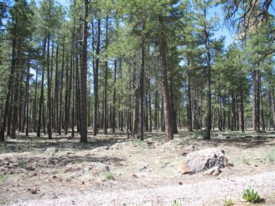 698 E Flat Rock, Flagstaff, AZ 86001 photo 9