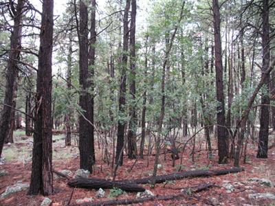698 E Flat Rock, Flagstaff, AZ 86001 photo 5