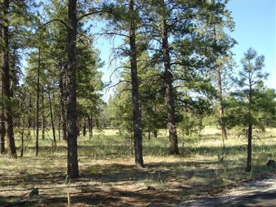 698 E Flat Rock, Flagstaff, AZ 86001 photo 3