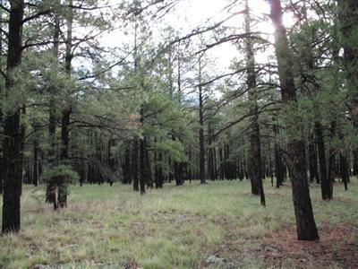 698 E Flat Rock, Flagstaff, AZ 86001 photo 4