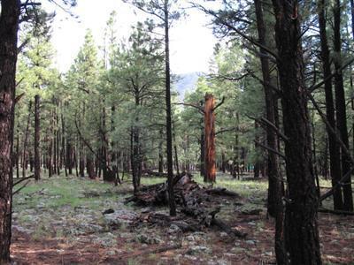 698 E Flat Rock, Flagstaff, AZ 86001 photo 7