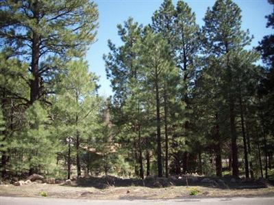 558 Comanche St, Flagstaff, AZ 86001 photo 1
