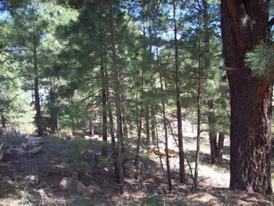 558 Comanche St, Flagstaff, AZ 86001 photo 5