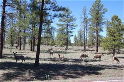 205 E Flat Rock Rd, Flagstaff, AZ 86001 photo 1