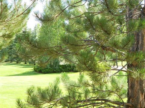 6303 E Willow Loop, Flagstaff, AZ 86004 photo 9