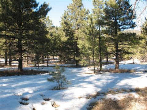 825 E Flat Rock Ridge Rd, Flagstaff, AZ 86001 photo 4