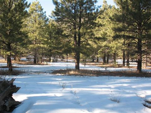 825 E Flat Rock Ridge Rd, Flagstaff, AZ 86001 photo 5