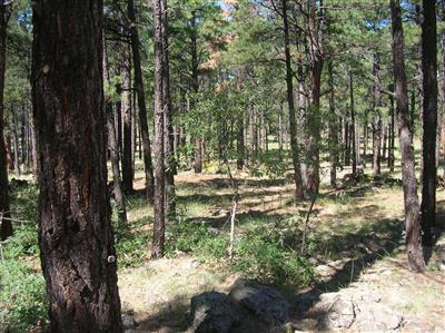 3305 Pinetop Dr, Williams, AZ 86046 photo 18