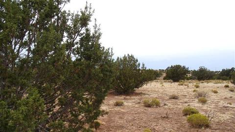 4445 Whitetail Loop, Williams, AZ 86046 photo 13