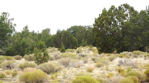 4445 Whitetail Loop, Williams, AZ 86046 photo 1