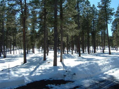 256 E Foothill Ter, Williams, AZ 86046 photo 3