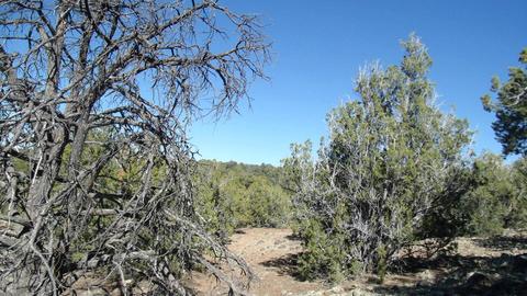662 E Running Bear Rd, Williams, AZ 86046 photo 4