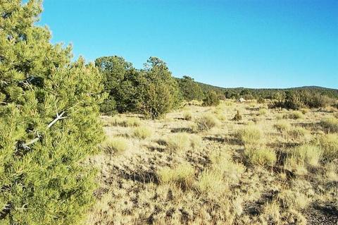 977 E Sidewinder Rd, Williams, AZ 86046 photo 3