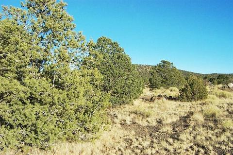 977 E Sidewinder Rd, Williams, AZ 86046 photo 2